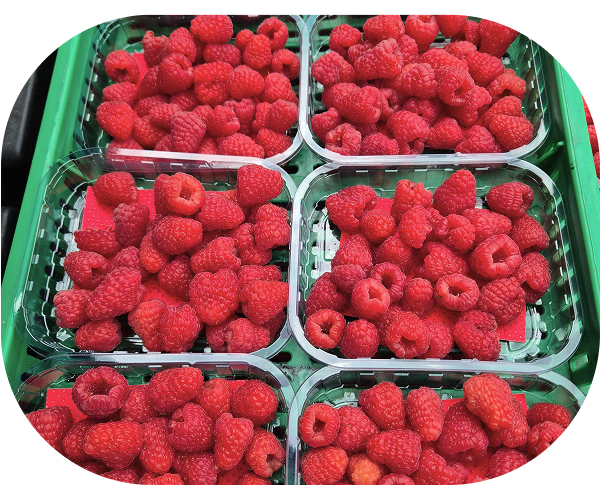 maline slika